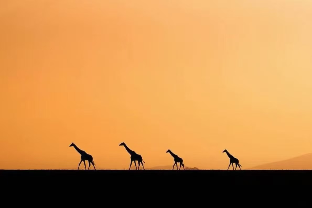 Giraffes at sunset