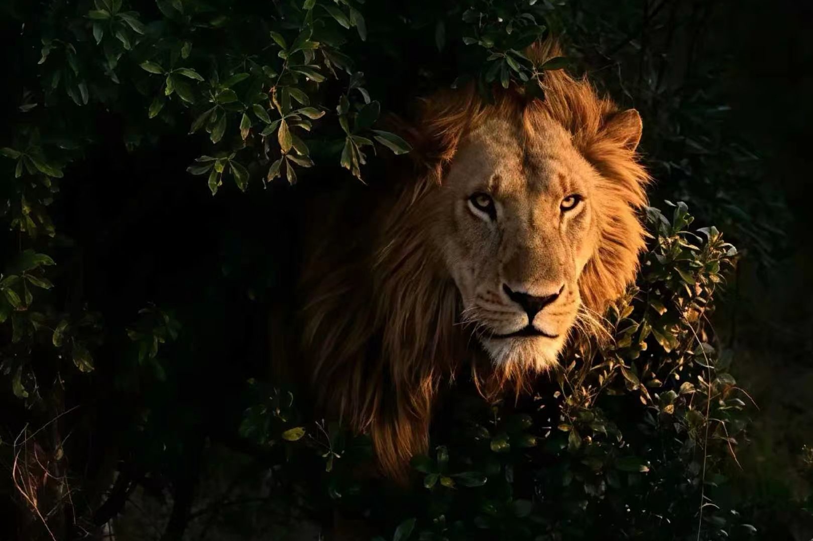 Lion in bushes